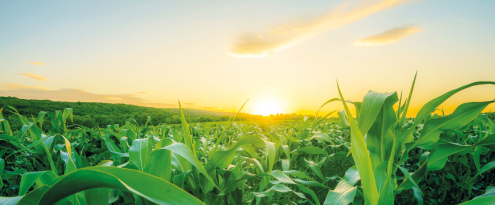 harvest-saver-offer.jpg