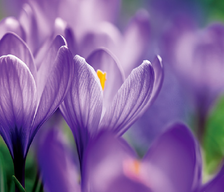 財摯宏耀保險計劃