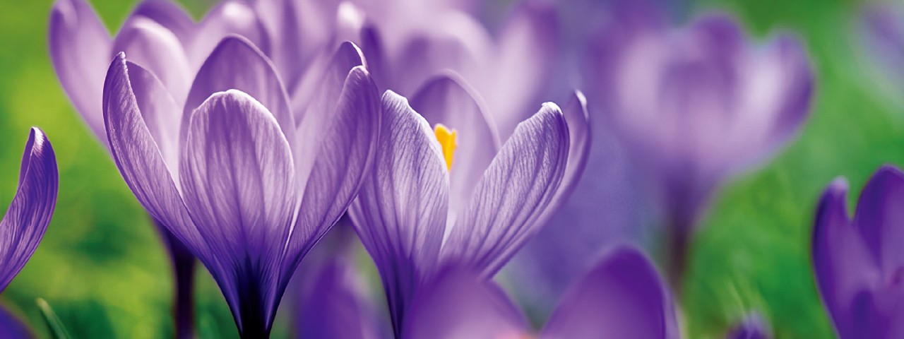 財摯宏耀保險計劃